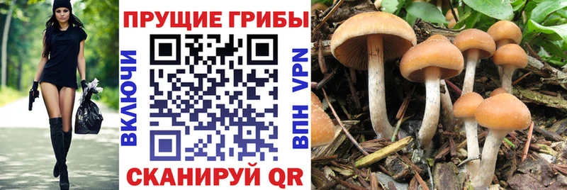 купить наркотики сайты  даркнет клад  Галлюциногенные грибы MAGIC MUSHROOMS  Заводоуковск  hydra рабочий сайт 